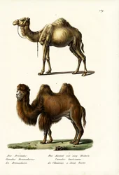 Dromadaire, 1824